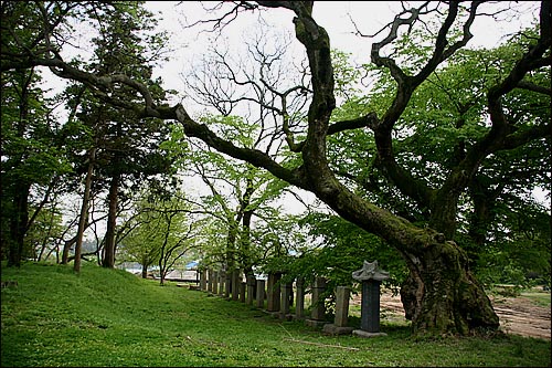 객사 건물 옆 큰 아름드리 나무 아래에는 그동안 이곳을 거친 수령,군수들의 공덕비, 영세불망비들이 줄지어 서 있습니다. 